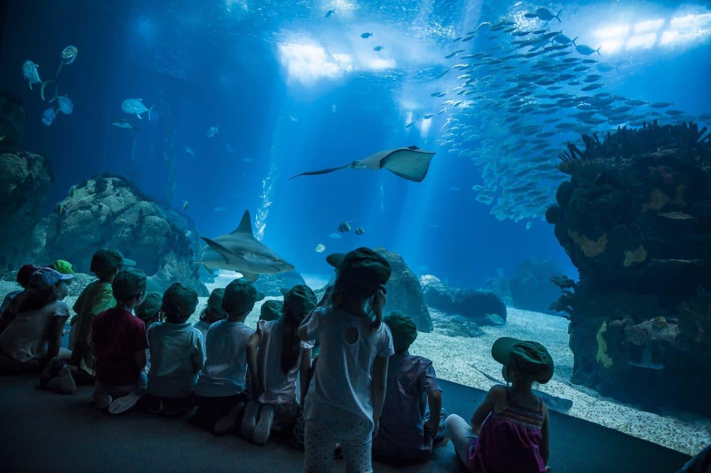 children at the lisbon oceanarium