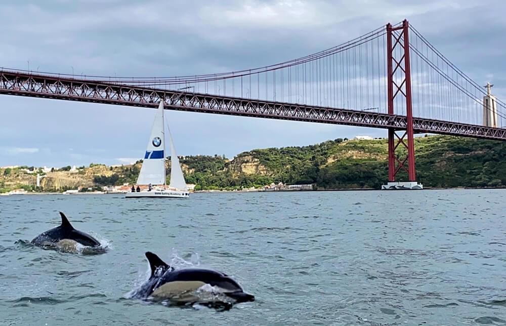 golfinhos no rio tejo com a ponte 25 de abril como fundo